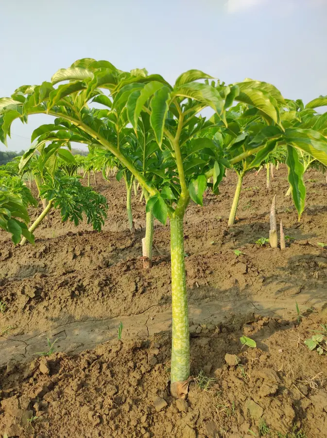 Elephant Root